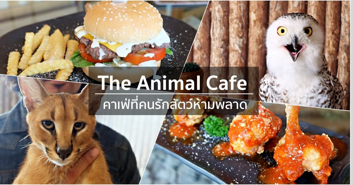 the animal cafe featured